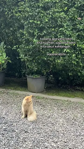 #aqeelacalista #fypシ゚ #asmaragenz #xyzabc 