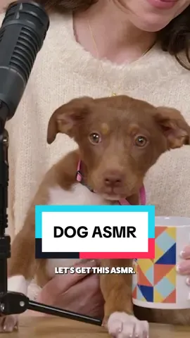 Starting our day with a little ASMR from our favorite animal person, Tokyo. #asmr #dogs #dakotajohnson 