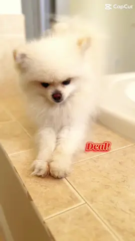 Spa day with my dog 🐶  #undereyepatches #pets #funnyvideo