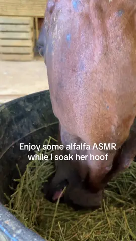 Queen is dealing with a hoof abscess. So I thought I’d share her happy munching sounds while I sit and wait. #horses #horsetok #hoof #nohoofnohorse #asmr #alfalfa #hoofabscess #queen #aqha #ott #fyp #farmsounds 