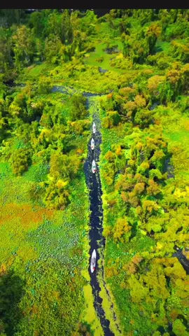 Rừng tràm Trà Sư, An Giang#rungtramtrasu #tinhbienangiang #angiang67 