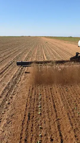 beautiful cotton  #farm #tractor #johndeere #farmtok #agriculture 