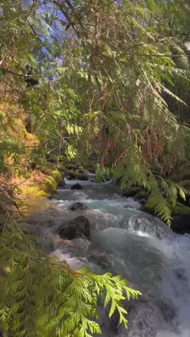 Peeking through the cedar branches to a beautiful river winding its way through the forest. The sound of rushing water, filtered light, and soft breeze make this spot feel like a hidden sanctuary. It’s these peaceful moments in nature that bring calm, clarity, and a deep breath of stillness 😌