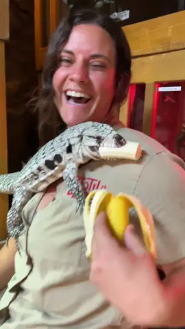 I am just glad to be here😅 This Tegu just totally used me like a ladder to get to the banana 🍌 🙌 I like to think that some of my animals like me, but its moments like these that remind me that I am just a random object to them 😂 usually with a hand full of food 🍗
