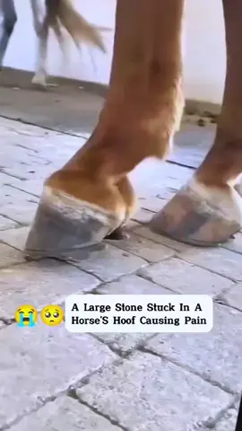 #farrier #farrierlife #farriersoftiktok #horse #horses #horsesoftiktok #animalwelfare #ASMR #hoof #hoofcare #care #viral #fyp 