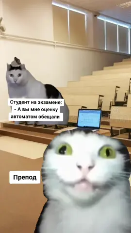 #сессия #мем #кот #студенты #препод 