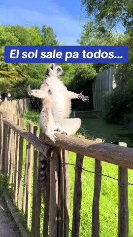 El sol sale pa todos amigou… #comedia #doblaje #animals 