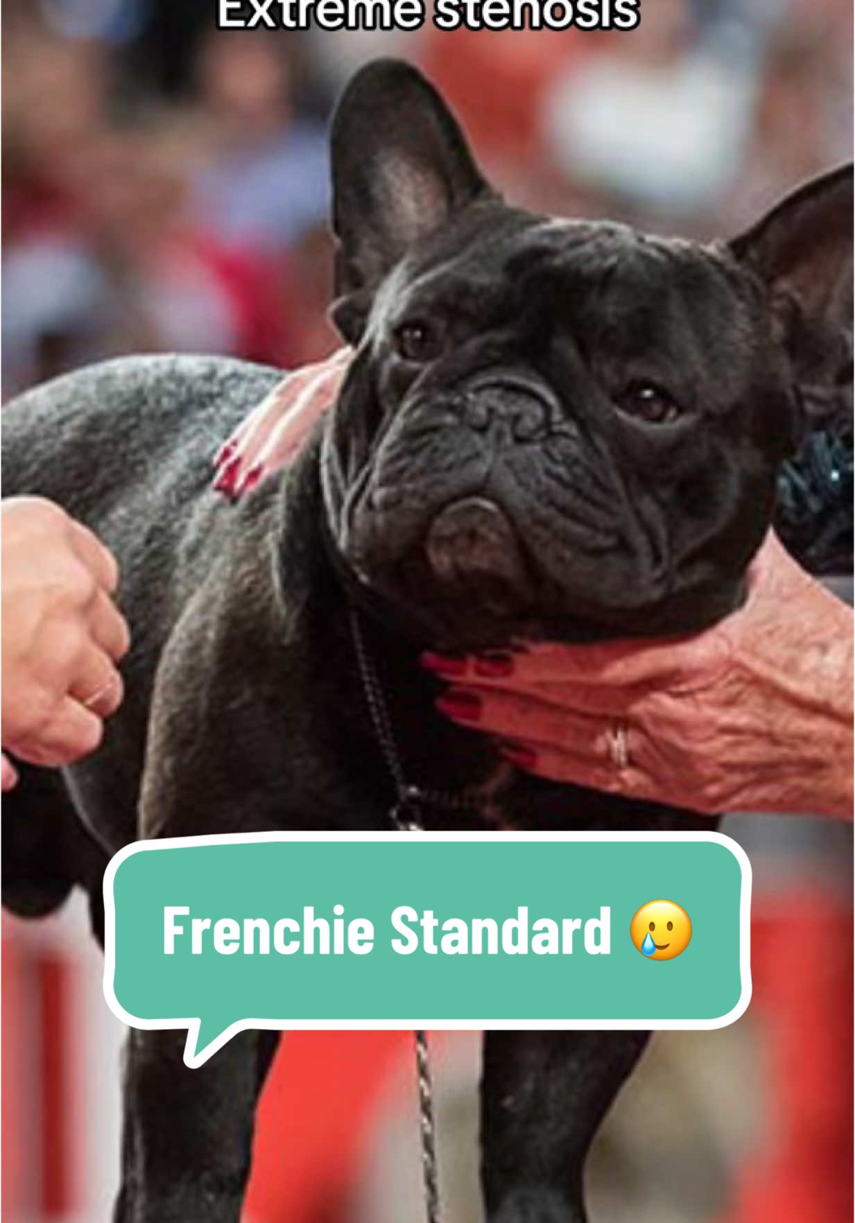 It’s the DELUSION that that French bulldog standard is healthy for me. It needs to change before they start banning the breeding of them just like they did the English bulldog and cavalier King Charles spaniel 💔