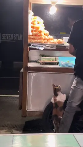 🐱 : “terimakacii om” #kucing #catjalanan #kendall #semarang 