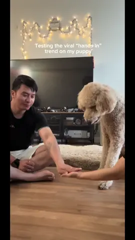 Nobi tried hopping on the ‘hands in’ trend on TikTok #trending #xuhuong #handsinchallenge 