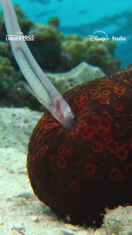 We could tell you where this pearlfish is going to seek shelter, butt you're just going to have to watch it. #Underdogs