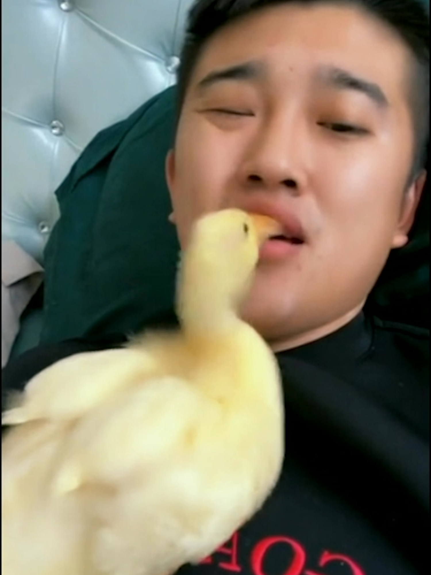 kinda sweet 🐣 #Ridiculousness #funny #cute #duck #PetsOfTikTok