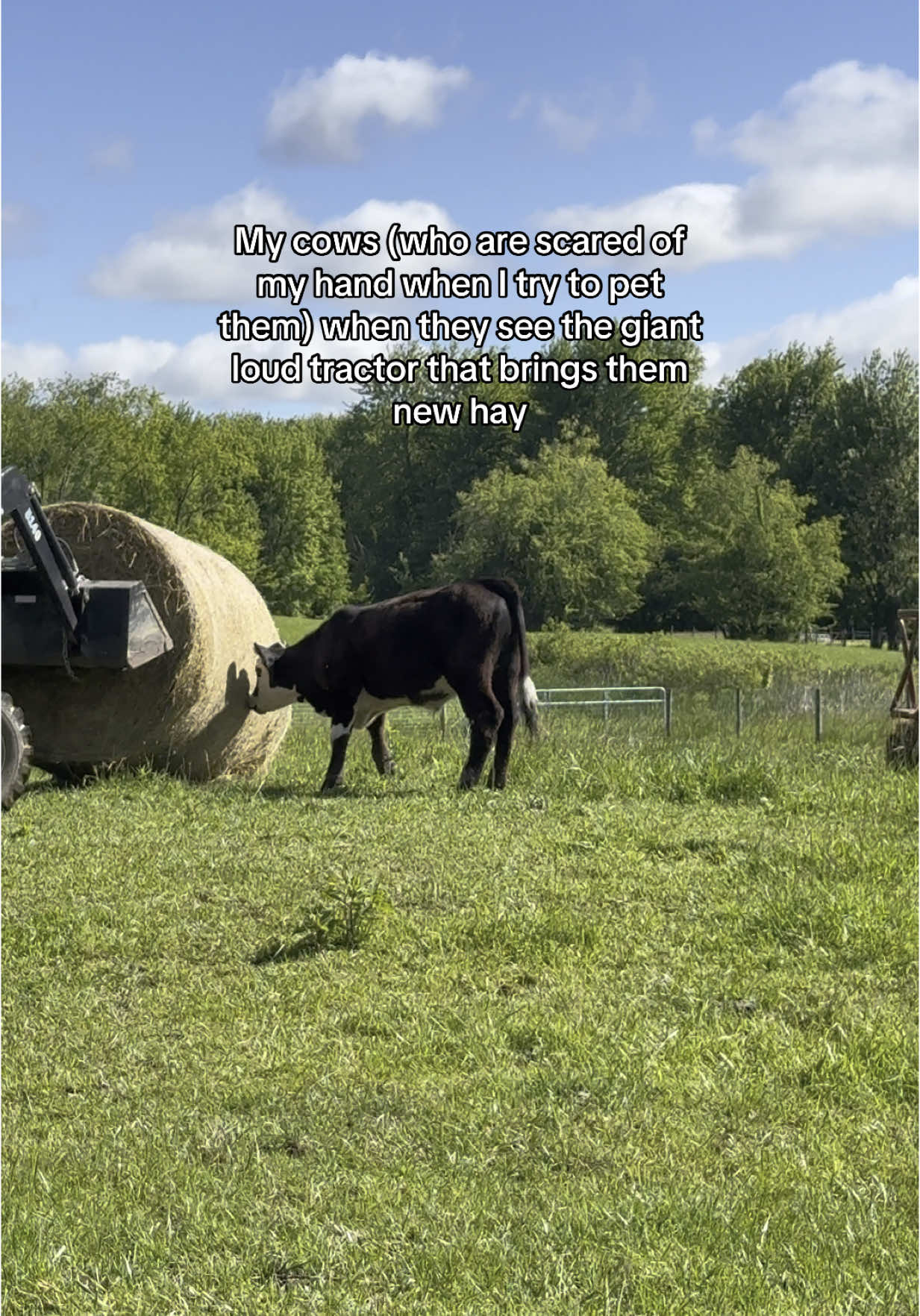 Like are you joking? They sprint away if I try to pet them but they have no problem getting hit with the tractor 😐 #cow #farm #country 