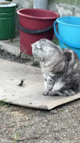 Розмови про головне з  🪲#шаня🐾 #шанямасяня 