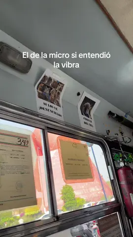 #gatos #michi #cat #micro #transporte #vibra #fyp #parati