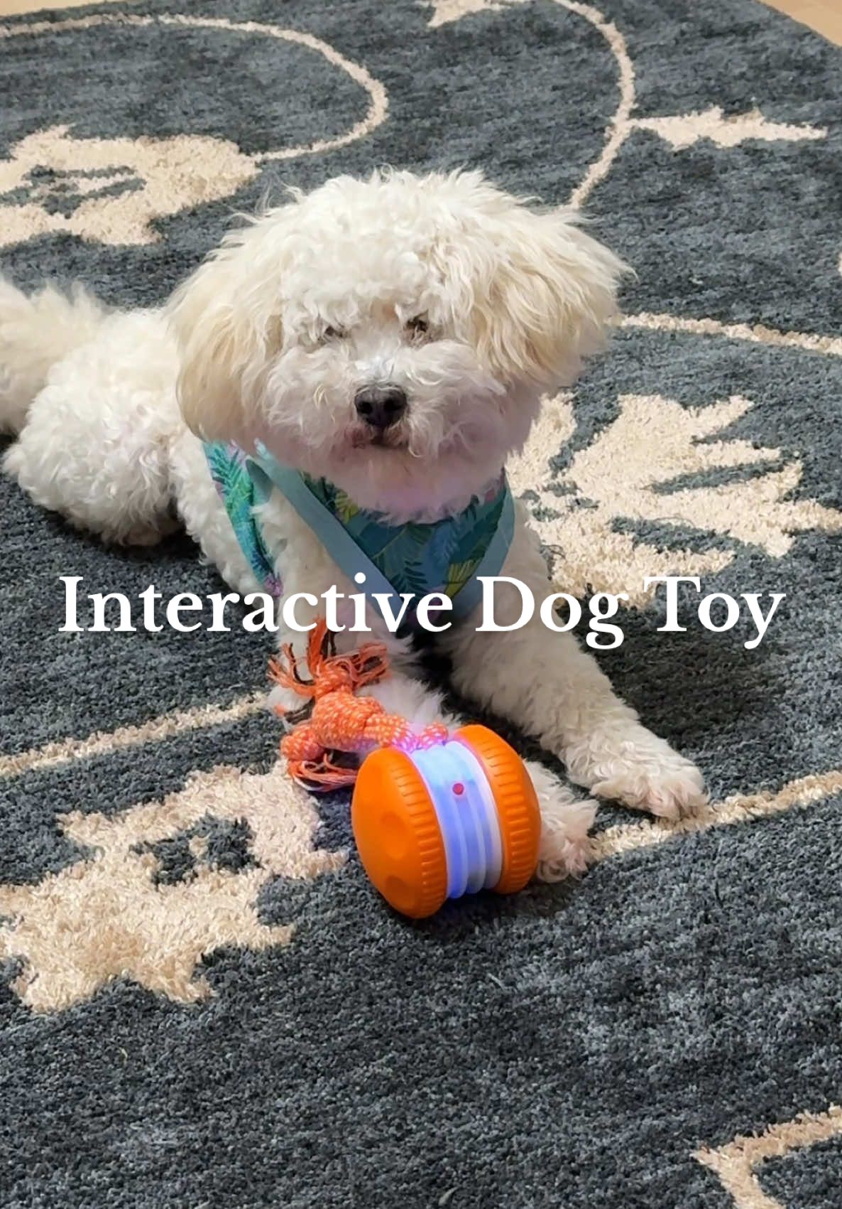 He loves this toy! Keeps him so busy 🥰🥹🐶 #dogtoys #interactivedogtoy #balltoys #toysfordogs #cutepuppies #maltipoo #dogsplaying #dogmom #tiktokshopcreatorpicks #summersale #tiktokshopsummerturnup 