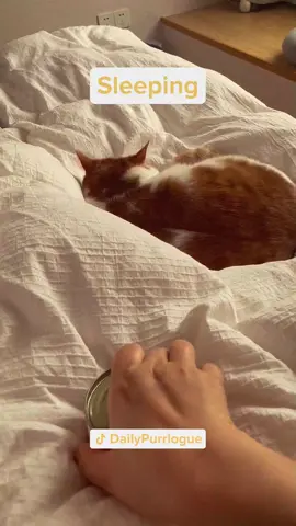 #cat #catsoftiktok #catlovers #cats #funnycats #catlover #funnycat #fyp 