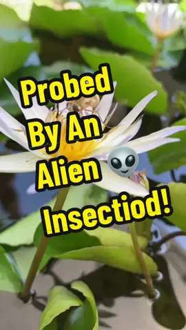 #alieninsect #hoverfly #probedbyaliens #insectoid #alienprobe #hoverflies A nectar-gathering hover fly looks like an alien as it probes my waterlilies to suck their juicy brains out!!!😱🪷👽😎