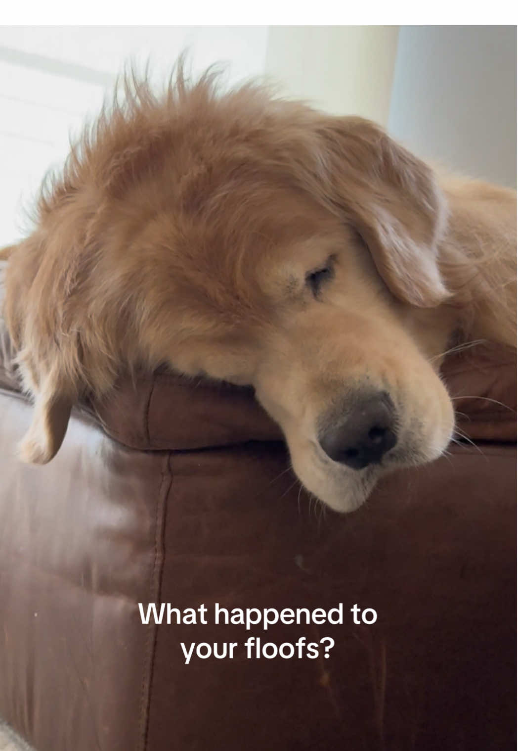 It’s electric ⚡️  #dogsoftiktok #goldenretriever 