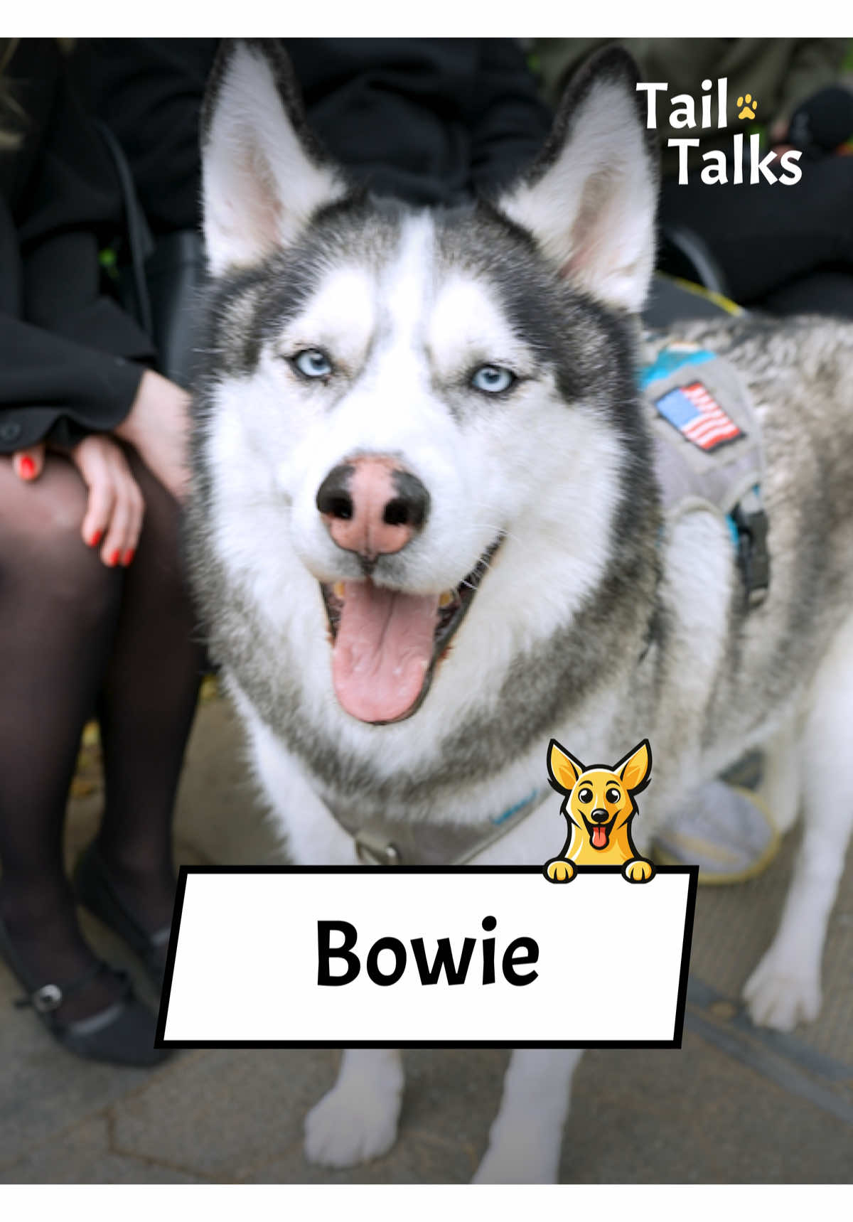Bowie, 8.5 Years Old, Husky, Bowie is a fluffy boy with a big personality. He doesn’t seem to know he is a Husky and likes to stay calm and quiet. He loves long walks and long naps. He also loves attention from anyone and everyone he meets. #husky #siberianhusky #dogs #dogsoftiktok #streetinterview #dogtok @real.rachel.green 