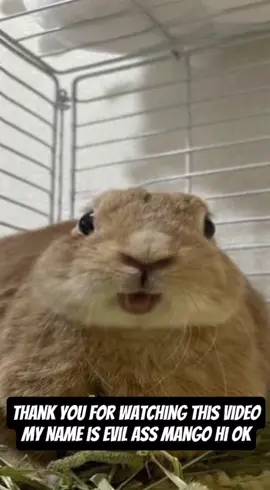 ok thank you hi ok #hi #rabbit #evil #as #mango #bunny #bnuuy #bnuy #funny #ok #thankyou #meme #edit #funnyedit #ok #wow #thankyou 