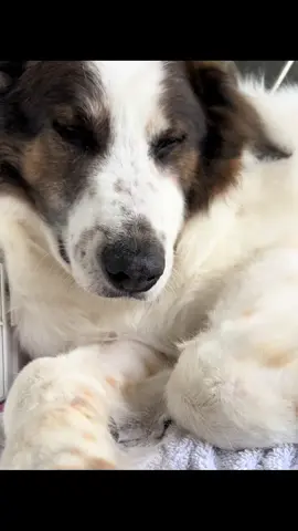A dream come true 🐶 ❤️#doggroomerlife #gentlehands #doglover #preciousmoments 