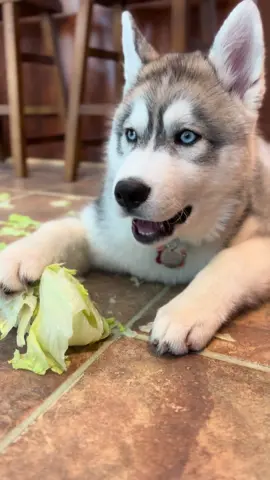 Lettuce crunchies🥬 #husky #puppiesoftiktok #dogsoftiktok #dog #huskylife #siberianhusky #pup #dogtok #puppytiktok #puppytok #huskypuppy #pupsoftiktok #puppy #puppies #dogs #puppyasmr #asmr #dogasmr #asmrsounds #asmrvideo #asmrtiktoks #huskysoftiktok #huskylove #siberianhuskies 