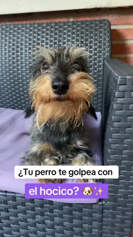 ¿Tu perro te golpea con su hocico? 🐶➡️ #lenguajecanino #conductacanina #educacioncanina #hocico #doglovers #perrostiktok 