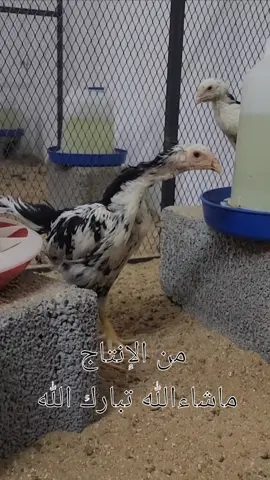 #دجاج #الماني #شامو #هزاز #اكسبلور 