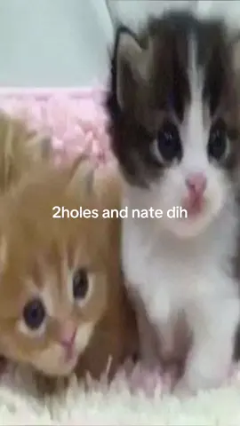 yup #2hollis #natesib #natesibedit #funnyvideos #memesdaily #undergroundrapmemes #indiesleaze 