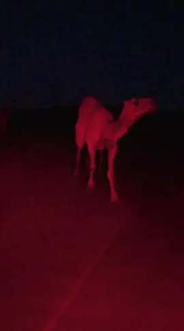 #نياق 