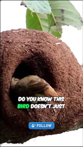 Engineer Bird #facts #doyouknow #factsonly  #interestingfacts #mindblowing #doyouknow #factsonly #doyouknowthis #fact #historytok #AnimalFacts 