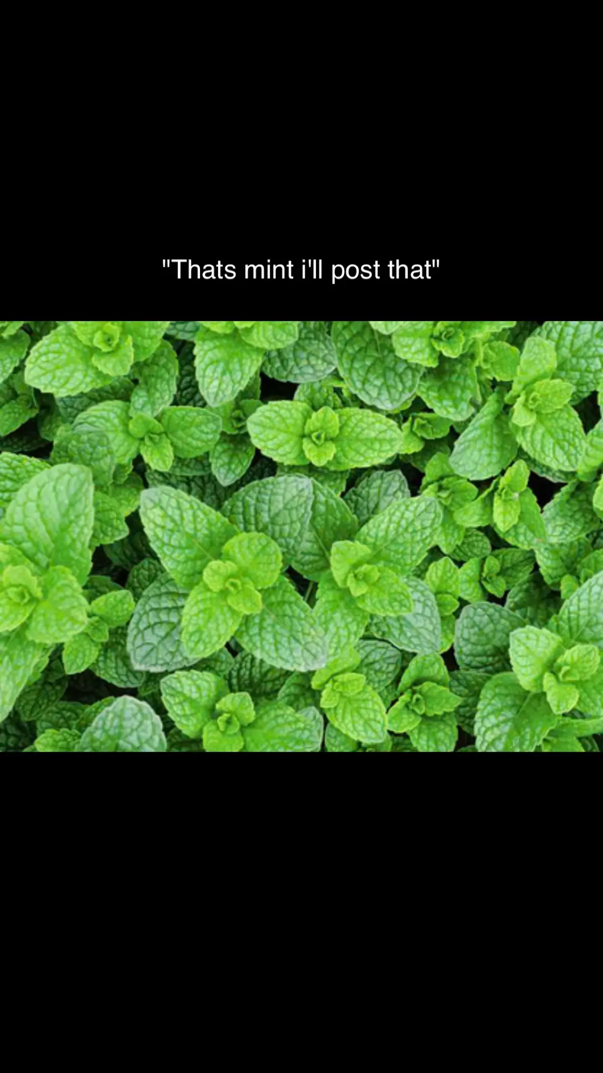 #thats #mint #ill #post #that  #fyp