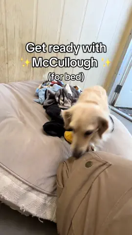 Get ready for bed with McCullough! #dogsoftiktok #trend #grwm #getreadywithme #funny #dogtok #dogboarding #dogs #fyp #dogdaycare #doggiedaycare #trending #doggydaycare #foryoupage #tiktok #contentcreator 