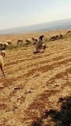 Goats 🐐  #sheep #goat #goats #goatsoftiktok #viralvideo #fyp #fypage #PetsOfTikTok #pets #fypシ #viraltiktok #foryourpage 
