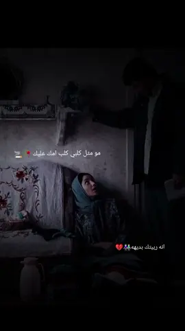 مو مثل كلبي كلب امك عليك #جواد_الساعدي #موالات_حزينة_عراقية💔 #طارق_الهليجي #سلام_الساعدي #بسته_ريفيه #ريفيه 