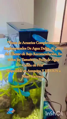 #arequipaciudadblanca #arequipa_peru🇵🇪 #acuario♒️ #fypシ゚viral #ornaments #Arequipa #Aqp 