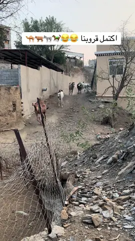 #احلى_قروب_في_العالم #المشهر #سمحه #الخيل #فعاليات #سنابي_بالبايو🤍 #اتشرف_بالجميع #اكسبلور #😂😂😂 #🐂 #🐪 #🐎 #رياكشنات_مضحكه 