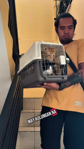 Pet carrier para sa mga pusang makukulit at sa asong malulupit #petcarrier #cat #catcage #CapCut 