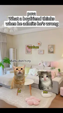 when a boyfriend apologizes #catmeme #funny #cat #meme #Foryou 