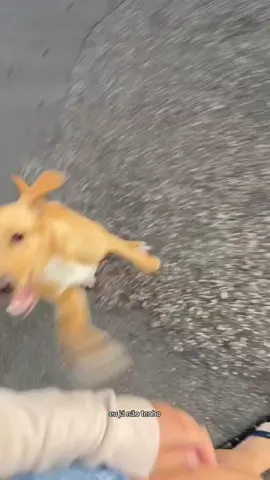Mais um dia normal sendo eu, tem base não kkkk #fyp #viralvideos #fyy #cachorrinha 