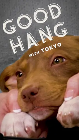 Tokyo is ready for her close-up.  #dogsofttiktok #dakotajohnson #tokyo 