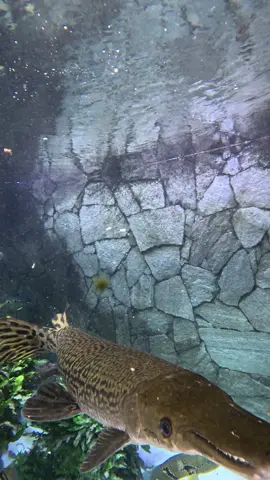 E esse sorriso? #megatank #megatankbrasil #aquatank #aquario #aquarismo #aquarium #aquariumfish #tucunare #rivermonsters #aquariumhobby #jacare 