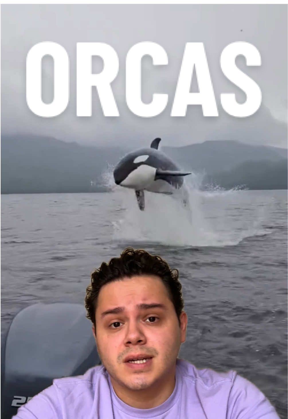 Las orcas, no son ballenas #gabogabb #animales #datocurioso #SabiasQue #curiosidades 