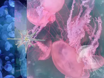 ⋆｡𖦹°⭒˚｡⋆ #fy #viral_video #fyp #jellyfish #sea #edit #moodboard #collage #fish #styletips #clean #nostalgia 