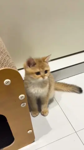 #cat #cute #funnyvideos #funny #fyp #catsoftiktok 