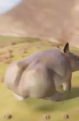 Wombat defense mechanism 