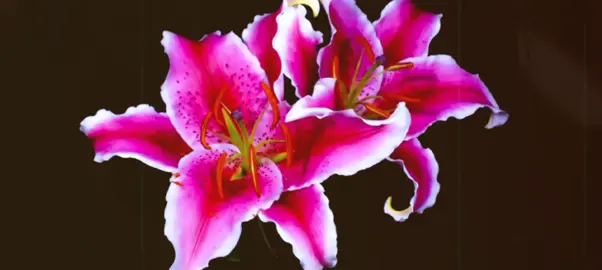 flowers in bloom #fyp #overlay #edit #layers #foryoupage❤️❤️ #fyp #latenight #capcutedit #blowup #jeffbuckley #17 #10cc #imnotinlove 