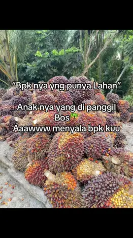 Ank Prmpuan nya yng di bangga kan nya wkwk😂 #fyppppppppppppppppppppppp #bos #bossawit #bosmuda #bosmuda😎 #bangga #sawit #fypdong 