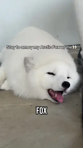 My fox and the rabbits in my yard both have terrible survival instincts 😭🦊 #arcticfox #fox #fyp #fy #domesticatedfox 